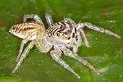 Jumping Spider (Cytaea plumbeiventris) (Cytaea plumbeiventris)